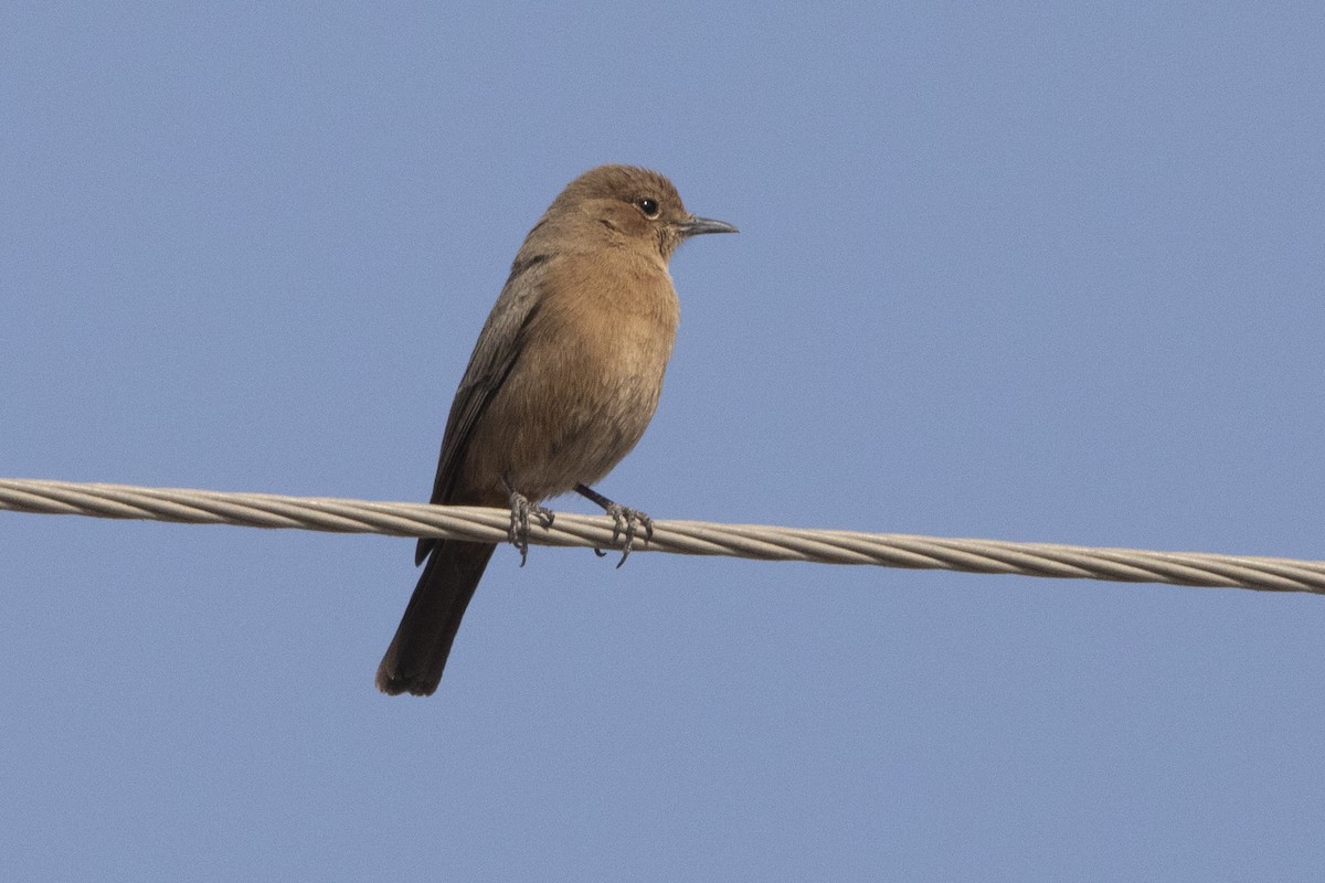 Brown Rock Chat - Nazes Afroz