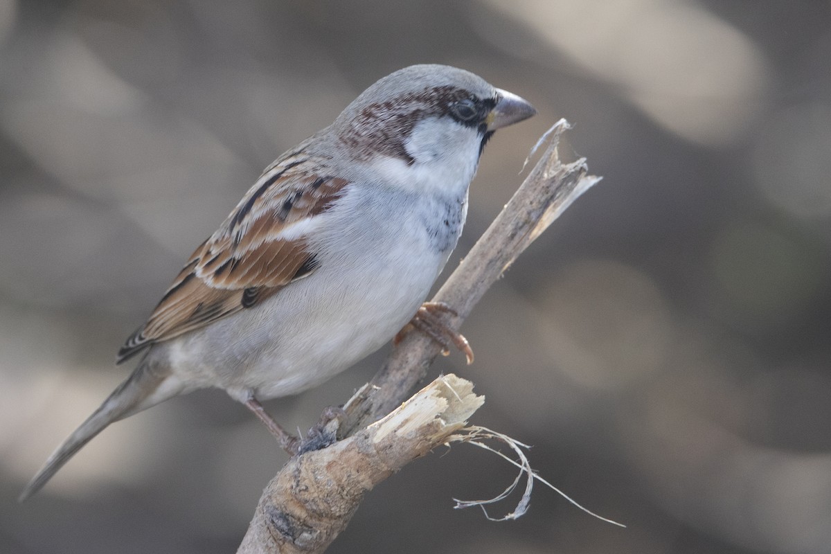 House Sparrow - ML613030599