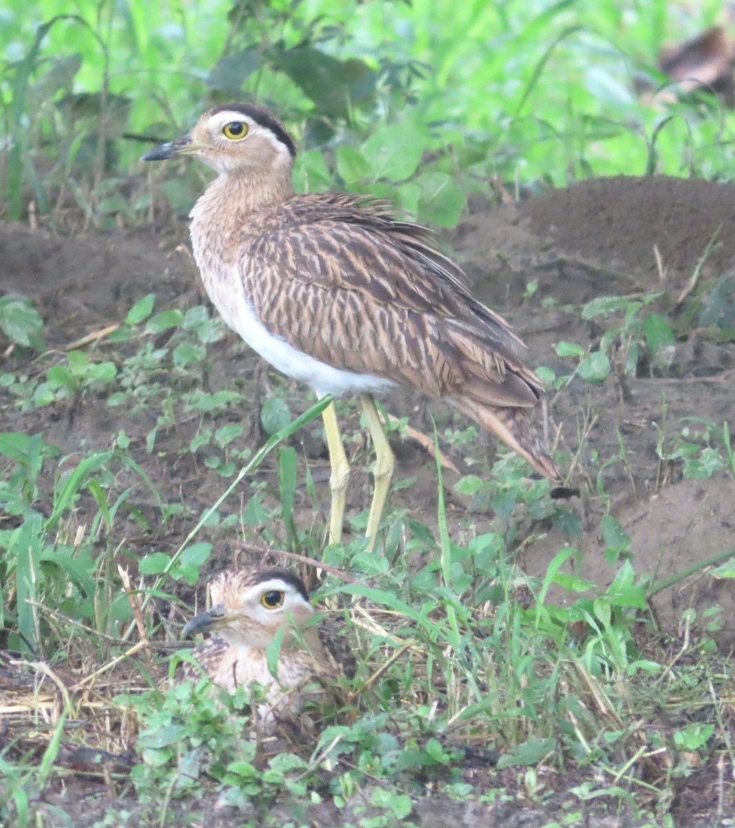 Double-striped Thick-knee - ML613030607