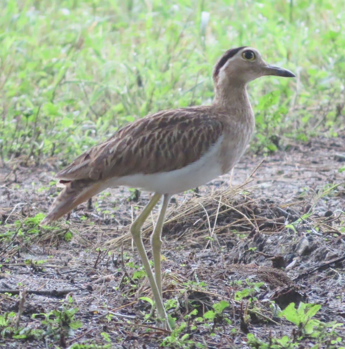Double-striped Thick-knee - ML613030608