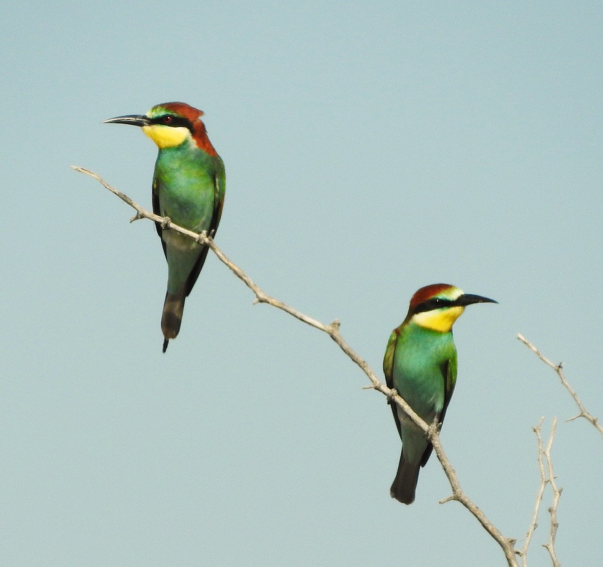 European Bee-eater - ML613030617