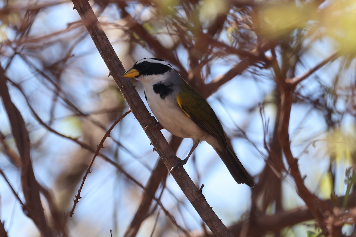 Sao Francisco Sparrow - Charles Davies