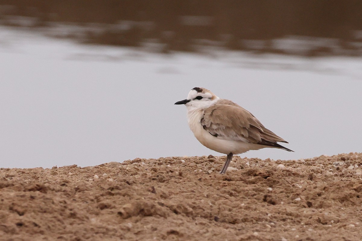White-fronted Plover - ML613030730