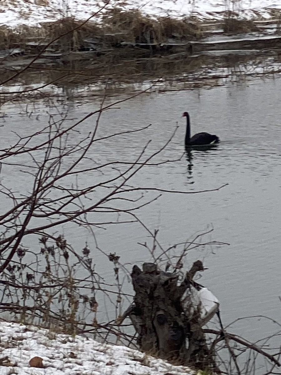 Black Swan - ML613030807