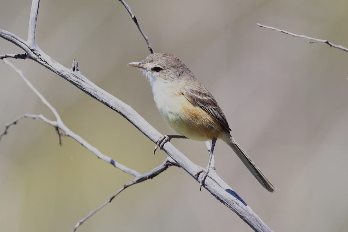 Rufous-sided Scrub-Tyrant - Charles Davies