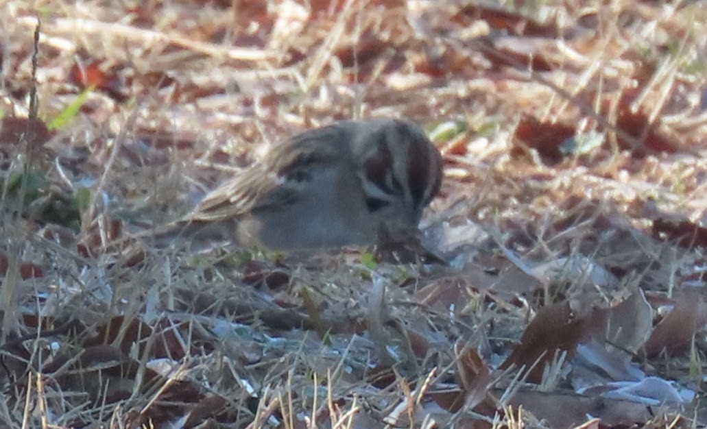 Lark Sparrow - ML613030877