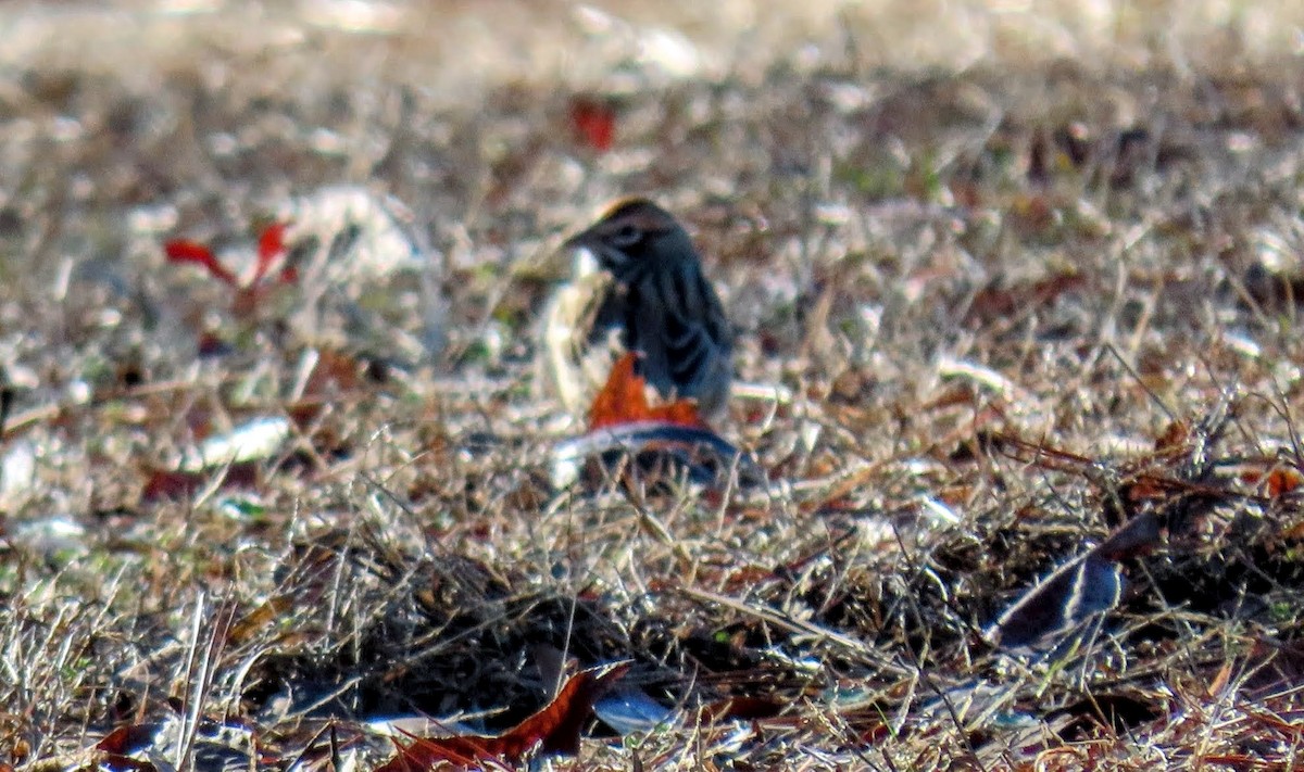 Lark Sparrow - ML613030878