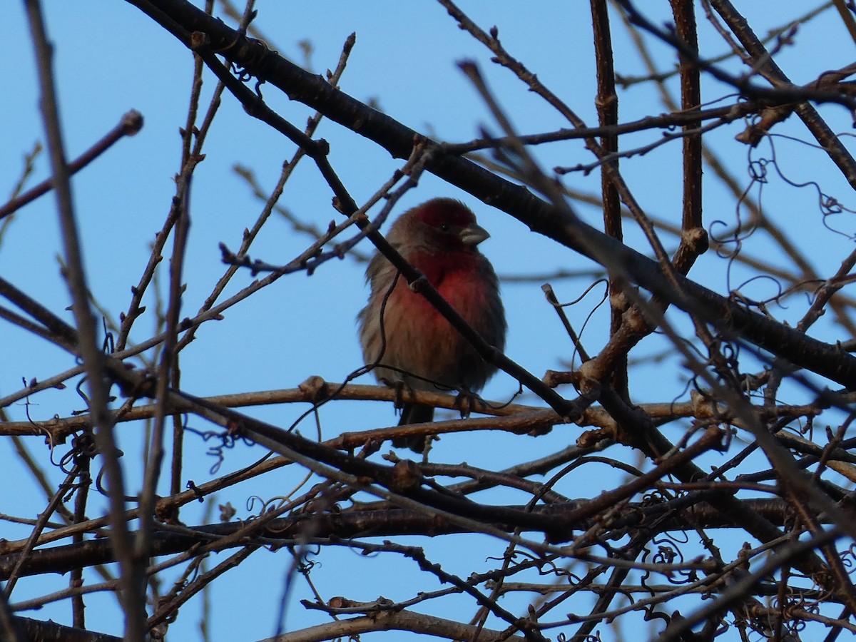 House Finch - ML613030887