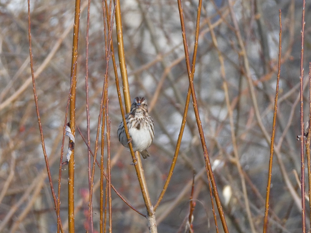 Song Sparrow - Hannah E