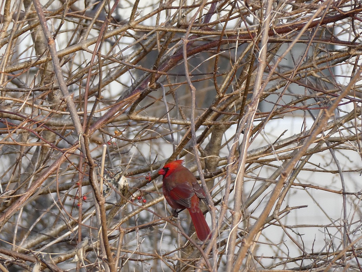 Cardinal rouge - ML613030941