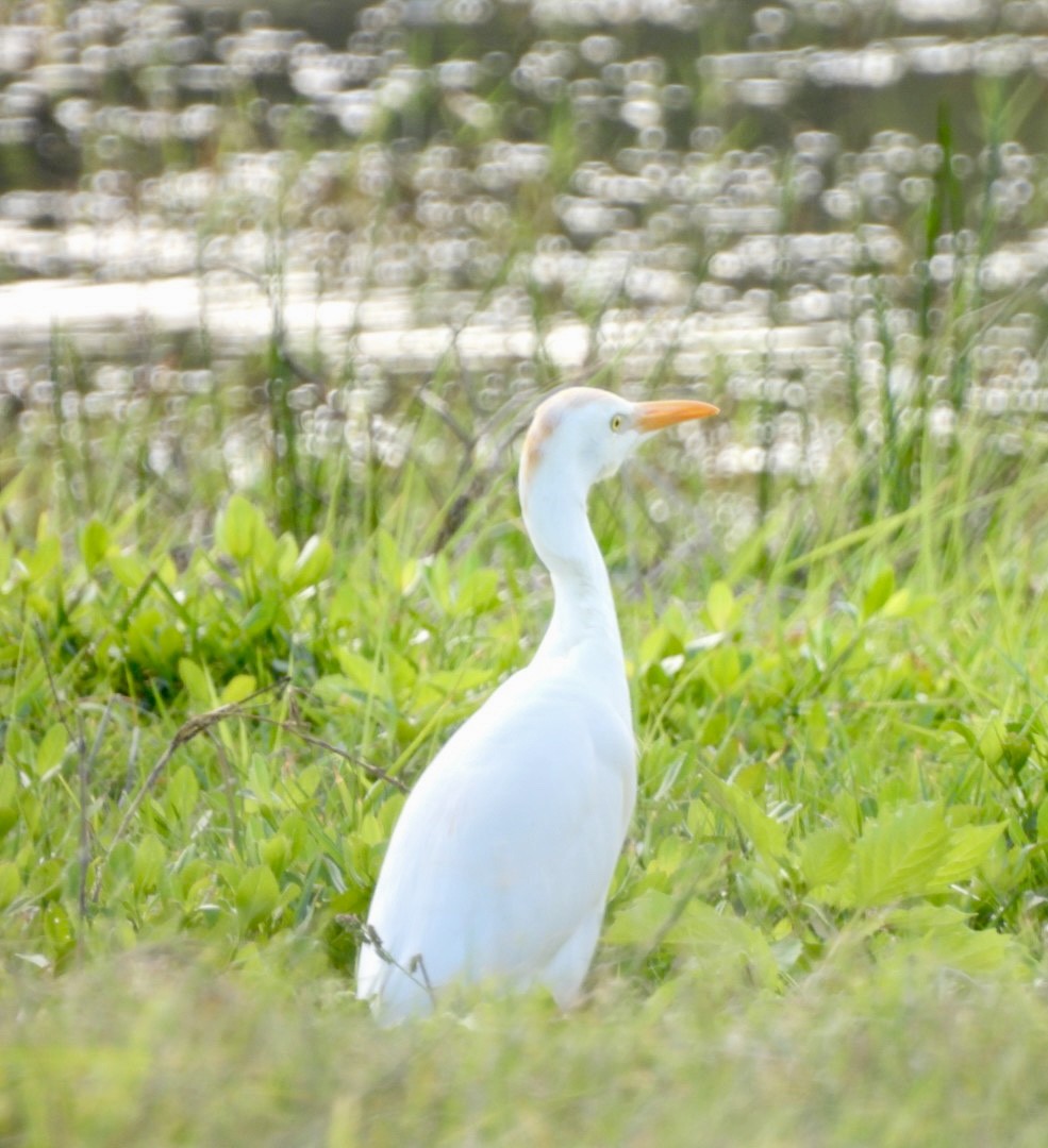 Western/Eastern Cattle-Egret - ML613031130