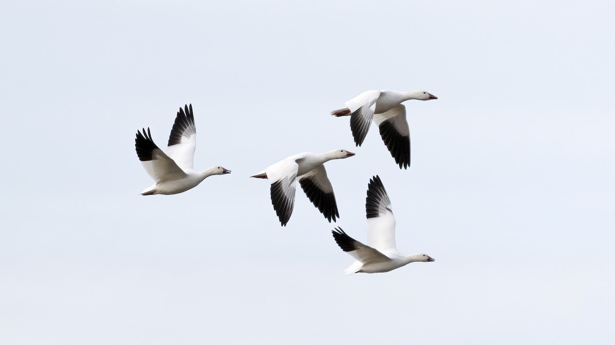 Snow Goose - ML613031185