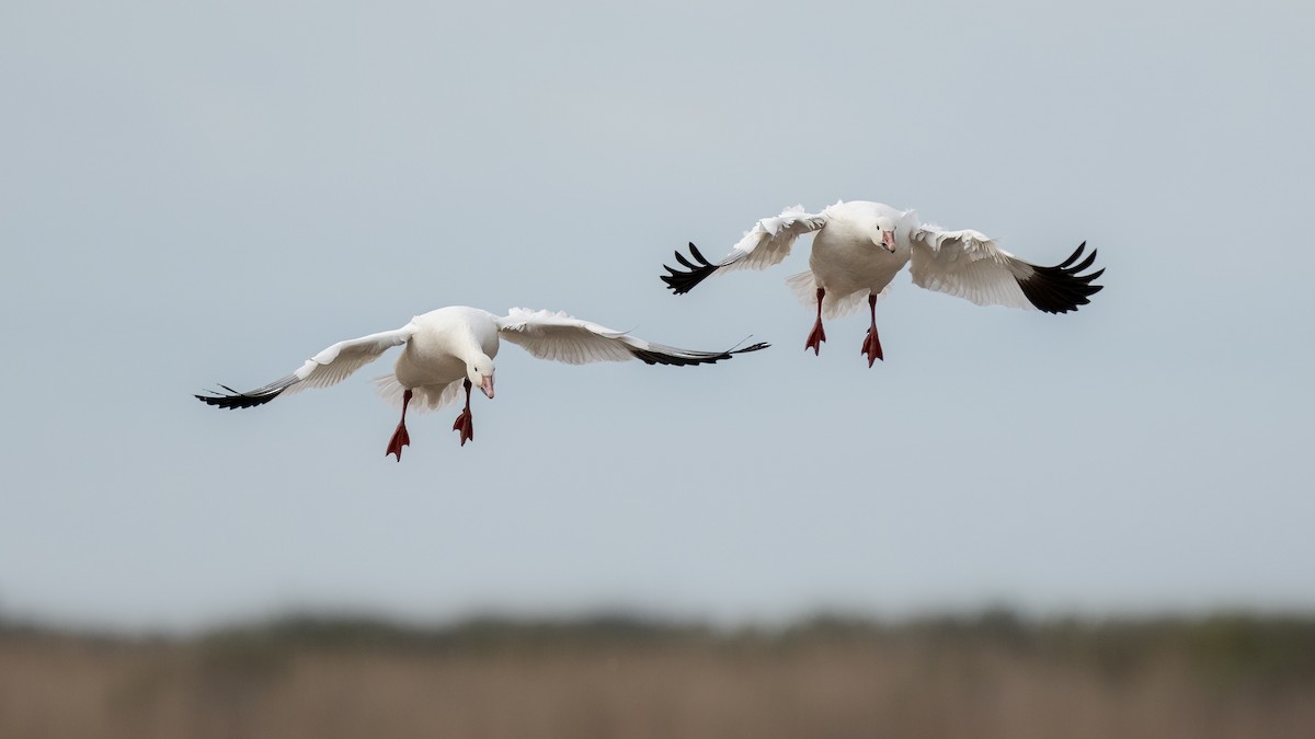 Snow Goose - ML613031186