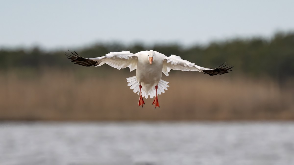 Snow Goose - Keith Kennedy