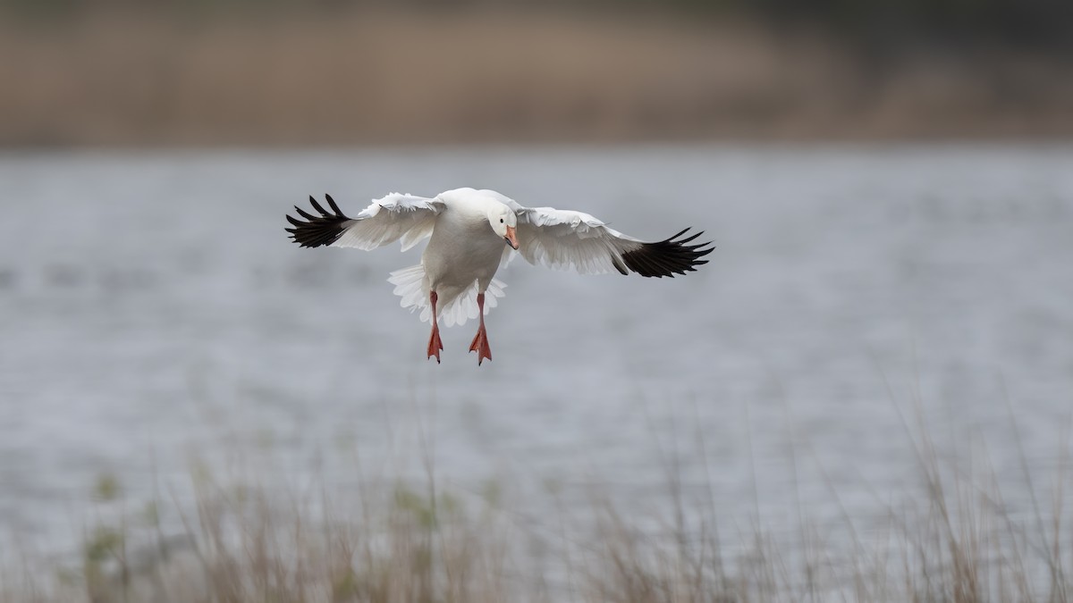 Snow Goose - ML613031189