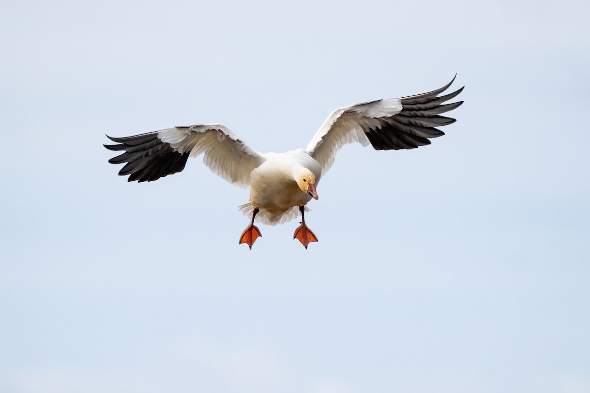 Snow Goose - ML613031191