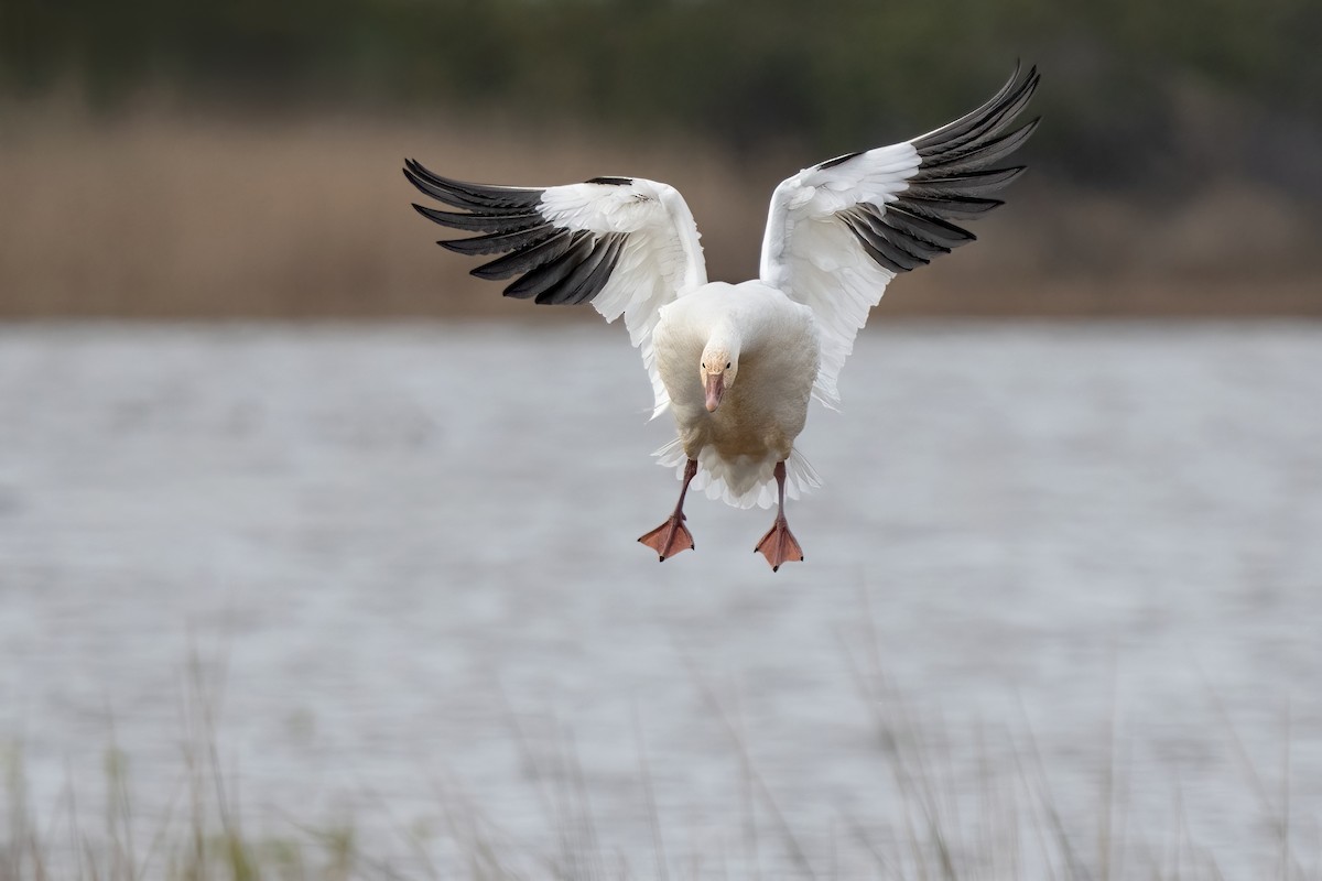 Snow Goose - ML613031193