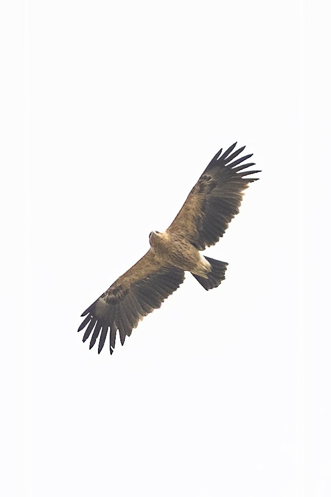 Greater Spotted Eagle - ML613031208