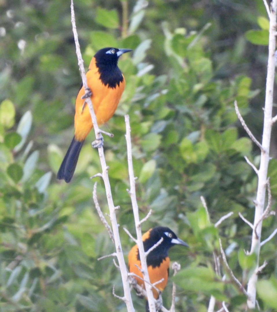 Venezuelan Troupial - ML613031256