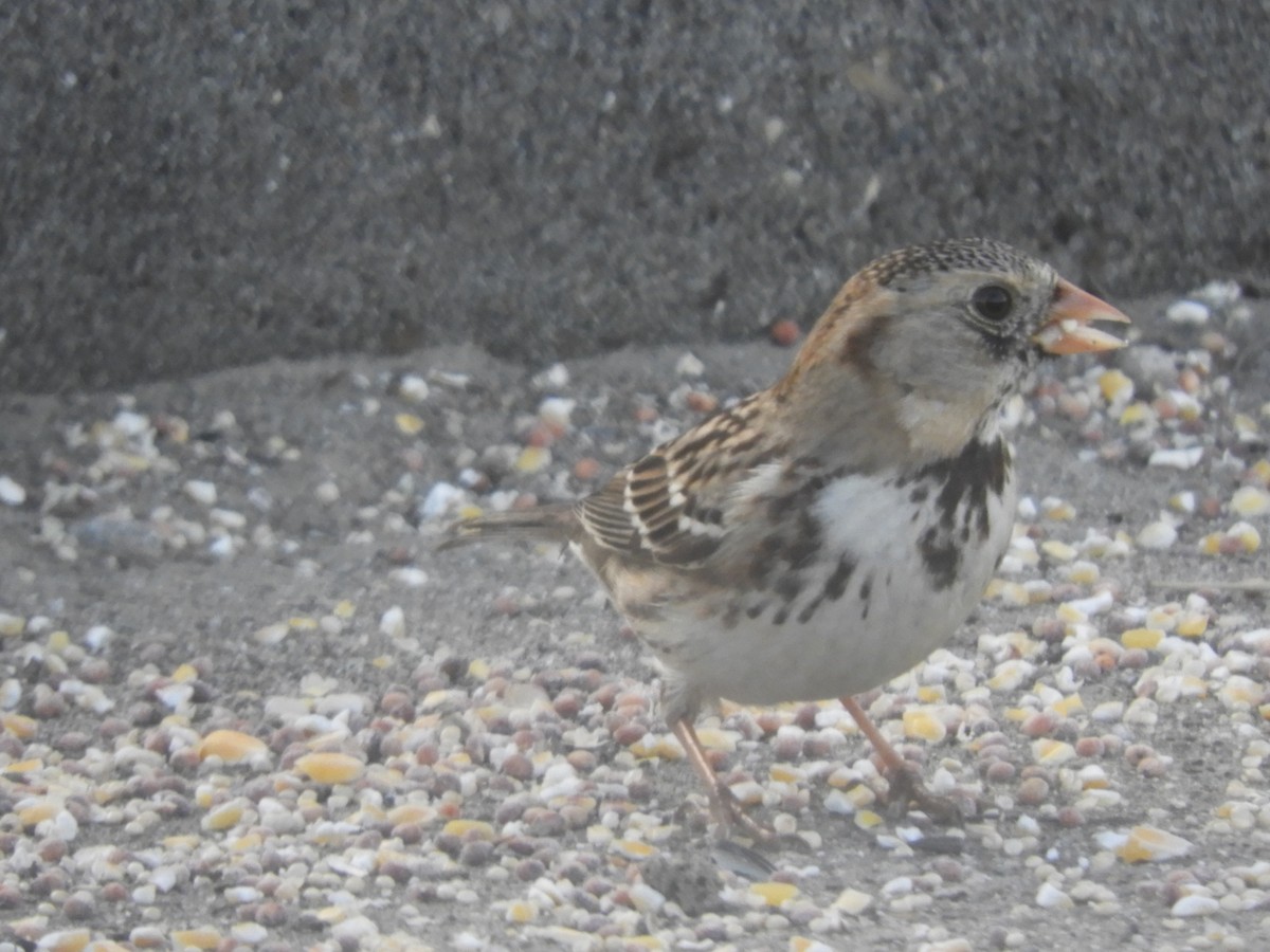 Harris's Sparrow - Michelle Romedy