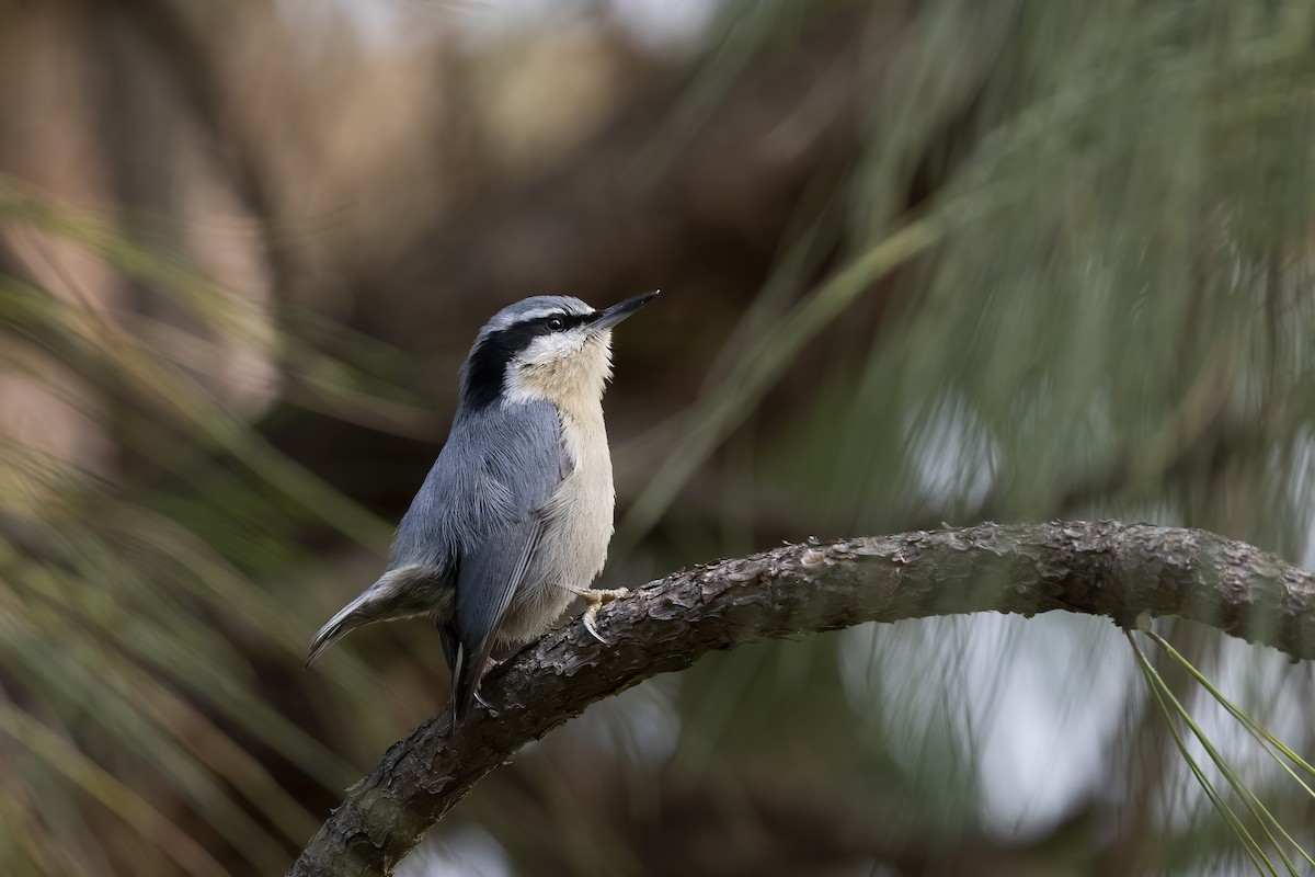 Yunnan Nuthatch - ML613031369