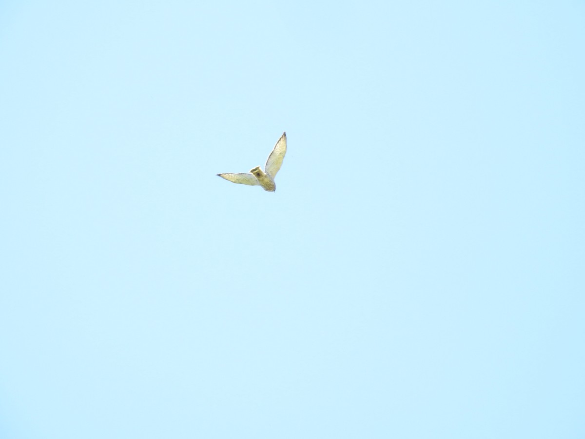 Broad-winged Hawk - ML613031432