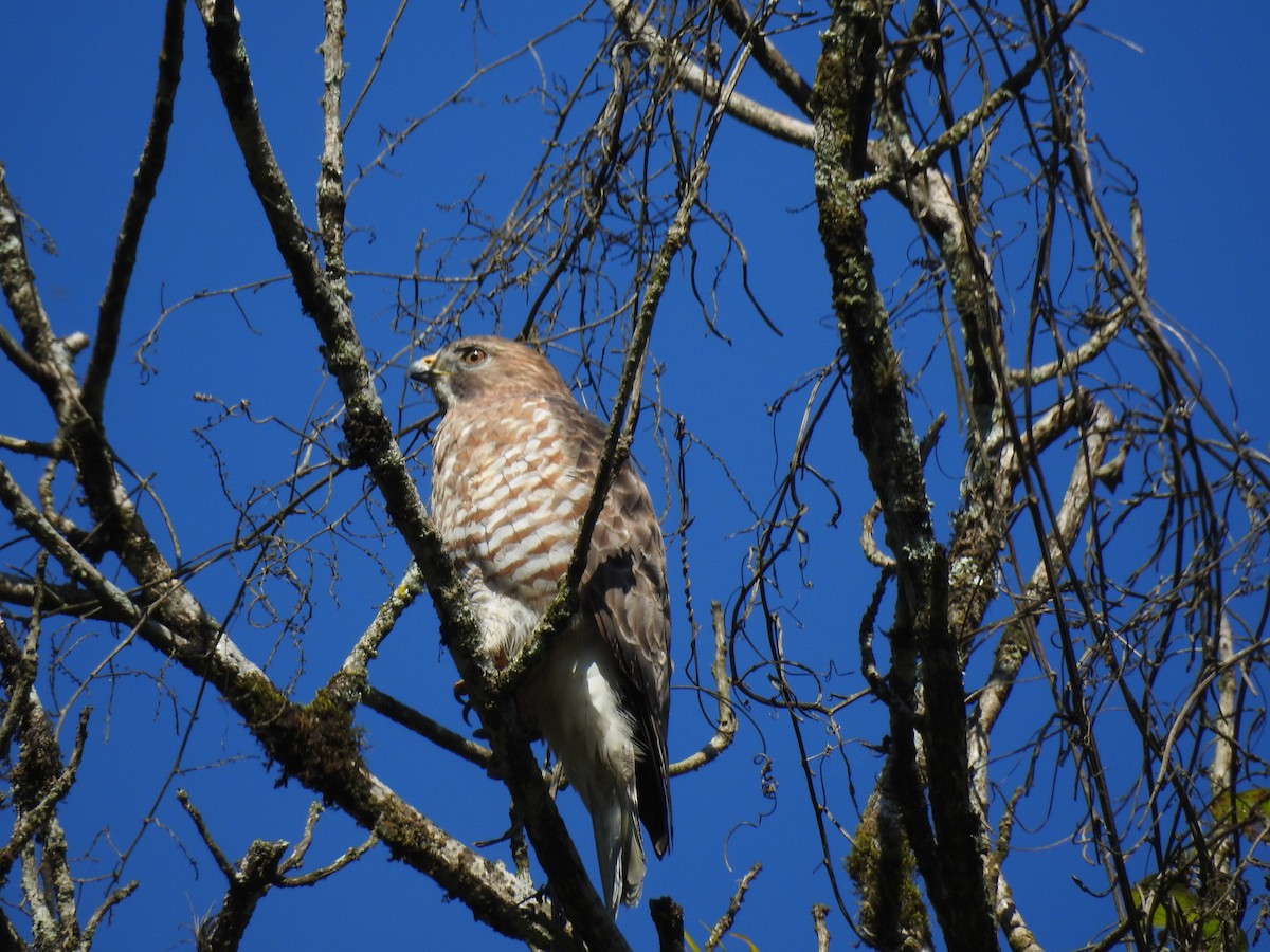 Broad-winged Hawk - ML613031435