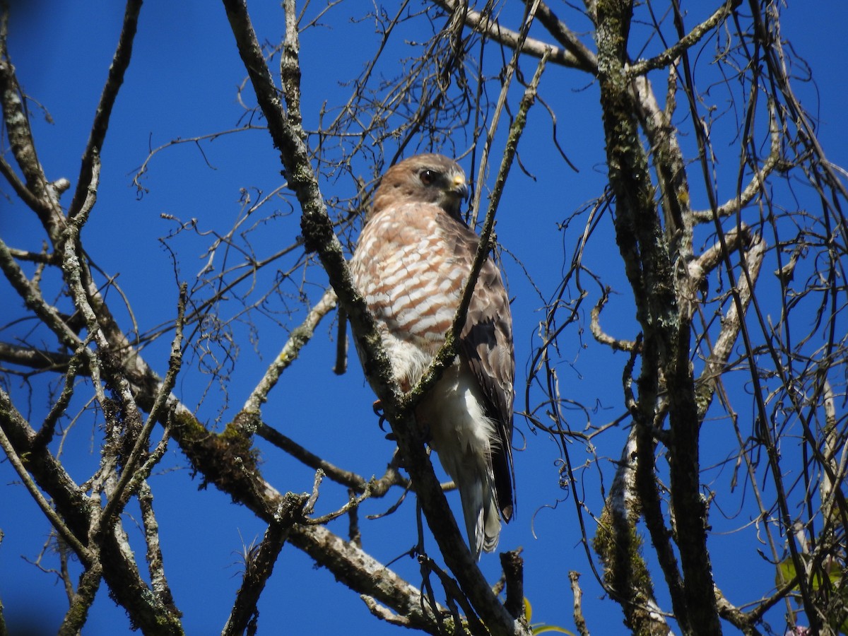 Broad-winged Hawk - ML613031436