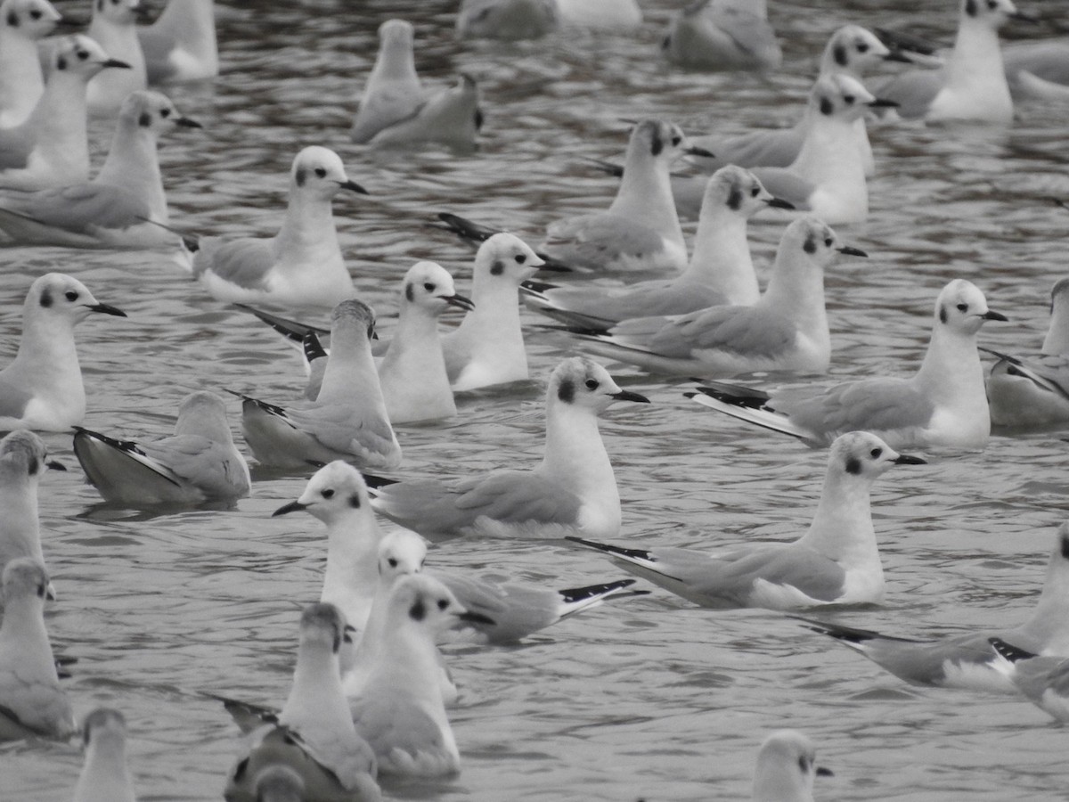 Bonaparte's Gull - ML613031481