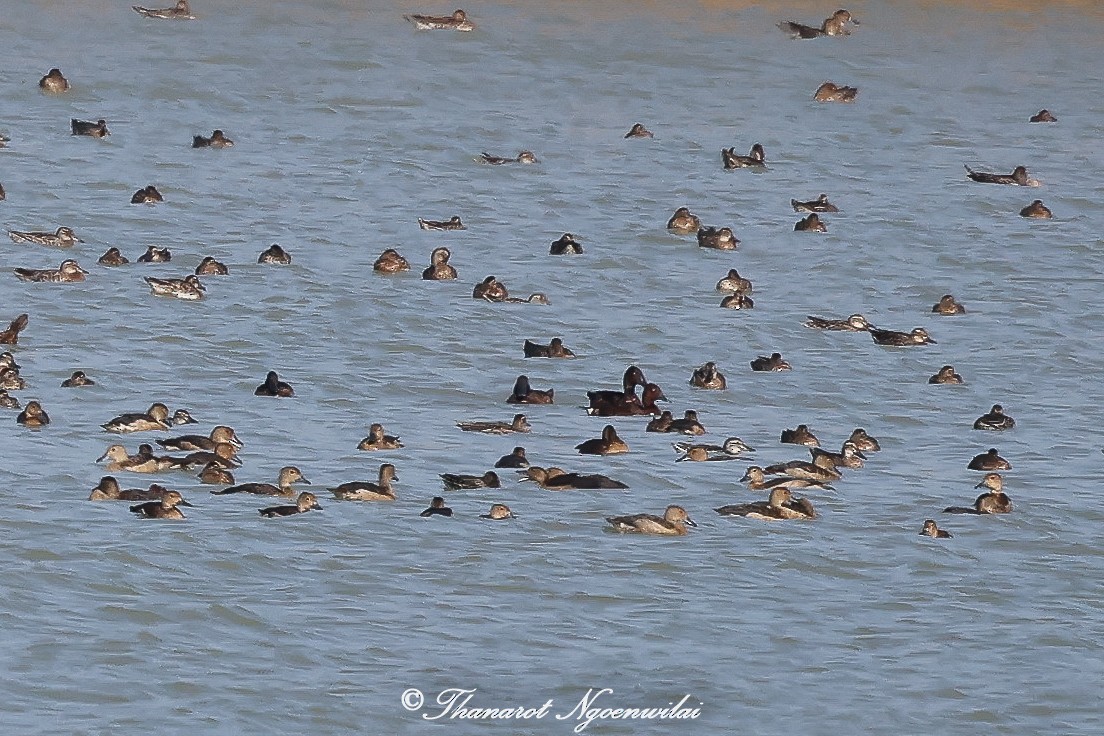 Ferruginous Duck - ML613031491