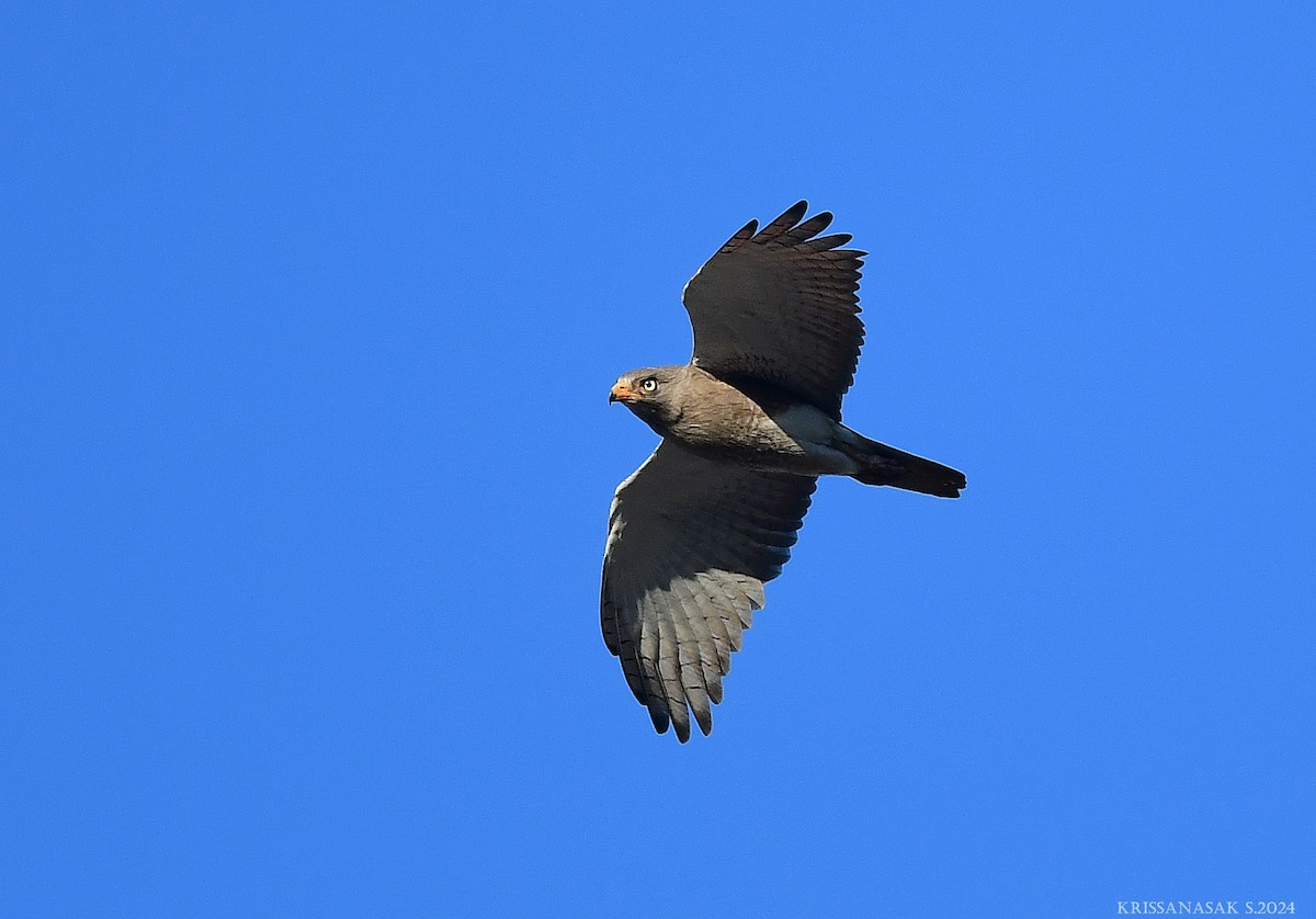 Rufous-winged Buzzard - ML613031492