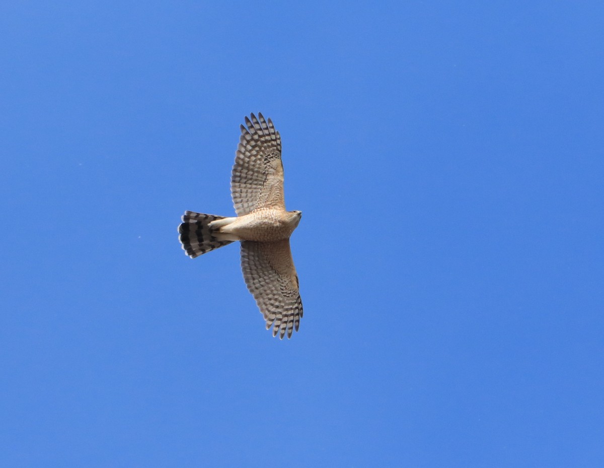 Cooper's Hawk - ML613031496