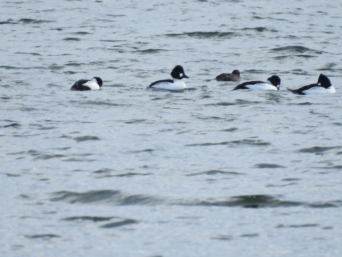 Common Goldeneye - ML613031505