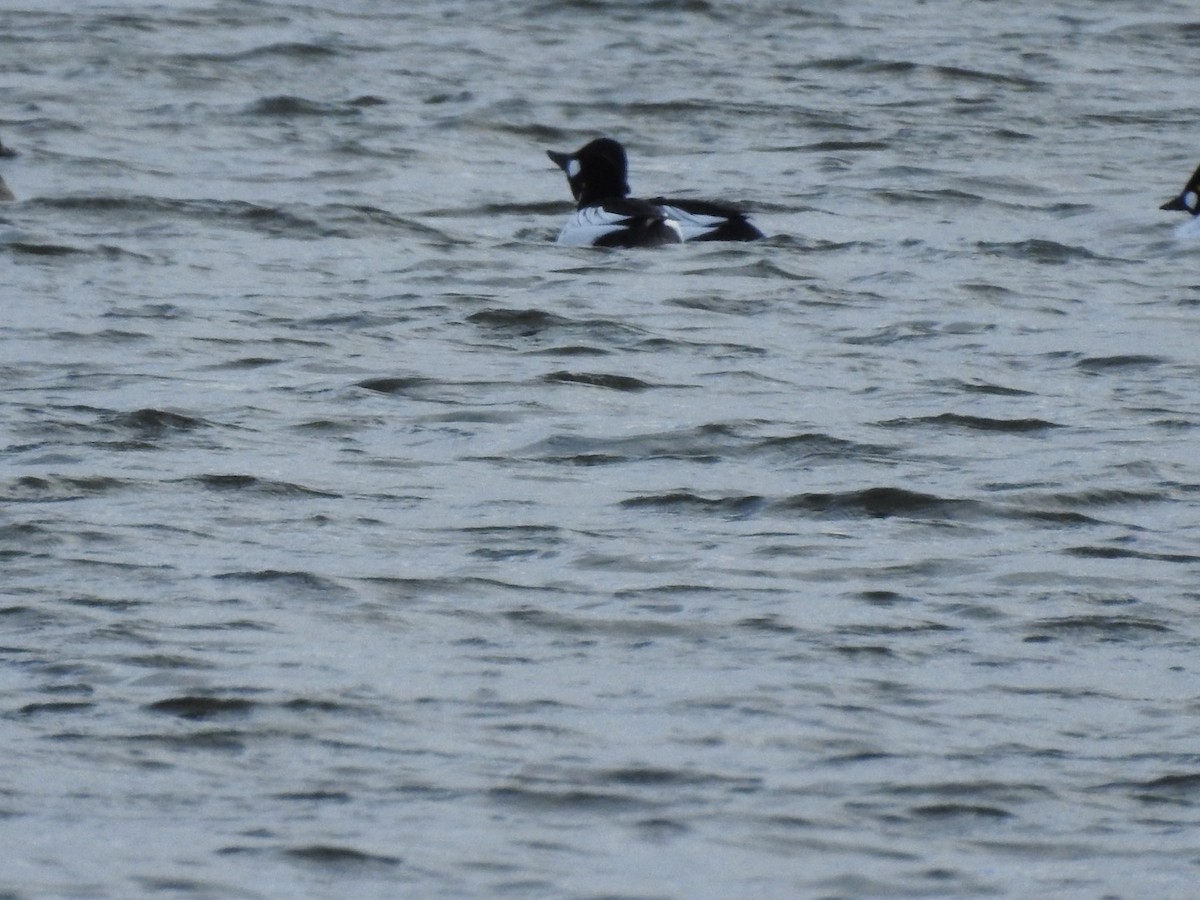 Common Goldeneye - ML613031506