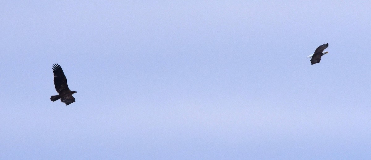 Белоголовый орлан - ML613031549