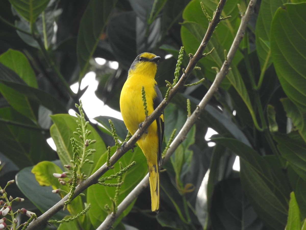 Minivet Naranja - ML613031574