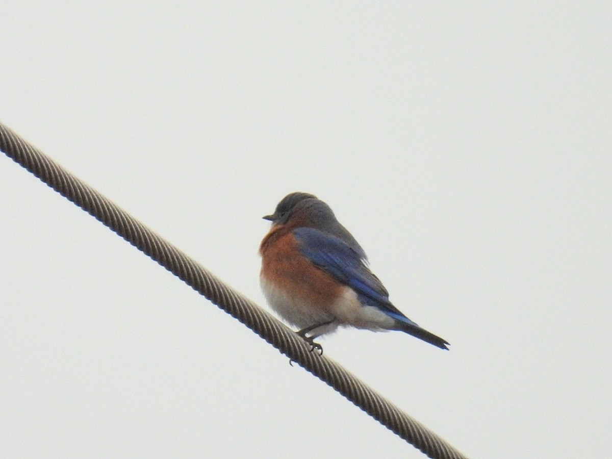 Eastern Bluebird - ML613031587