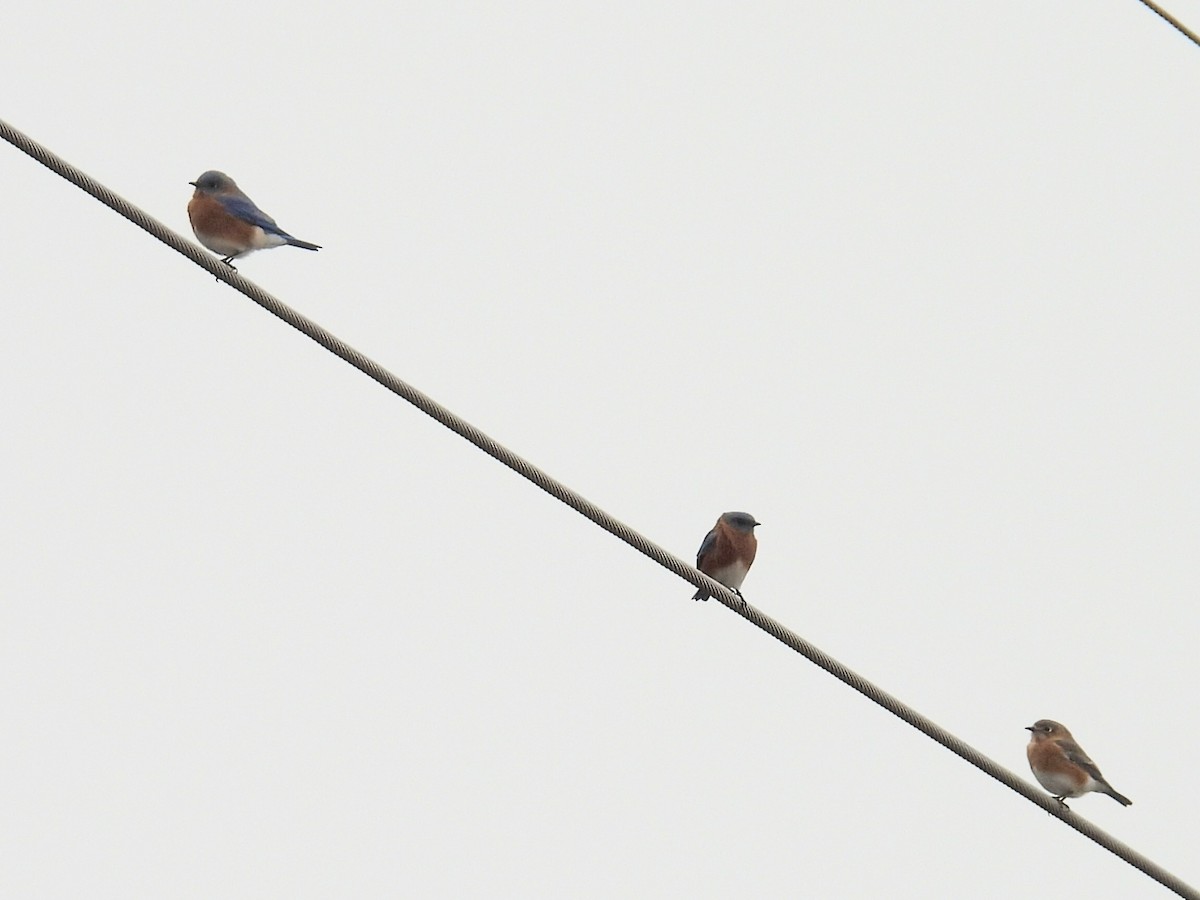 Eastern Bluebird - ML613031588