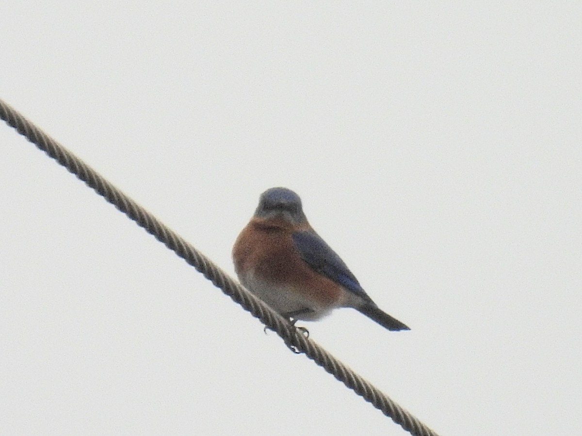 Eastern Bluebird - ML613031590