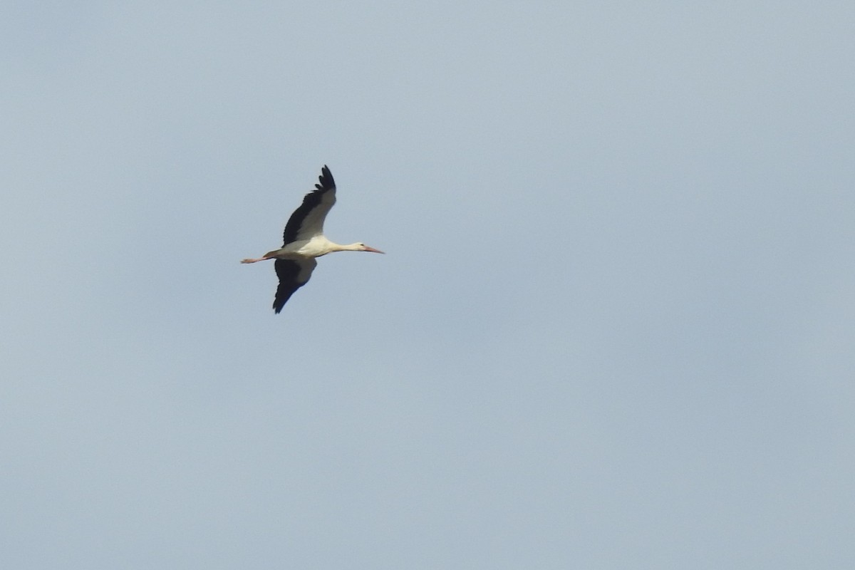 White Stork - ML613031672