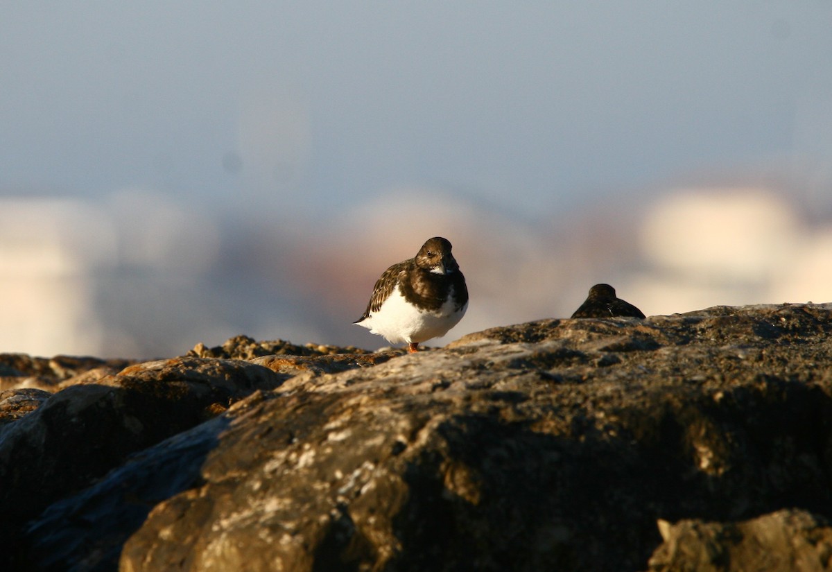 Ruddy Turnstone - ML613031689