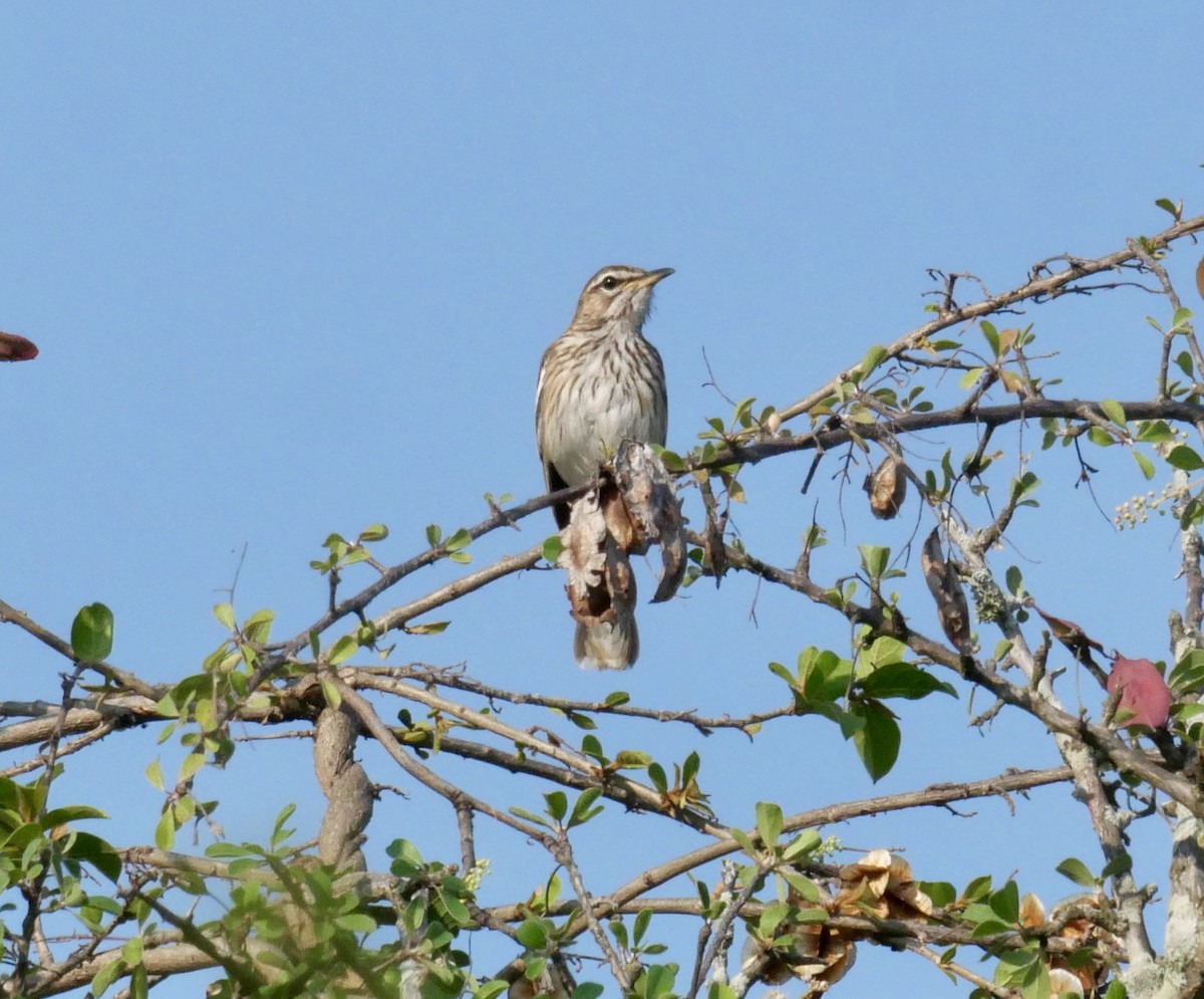 Red-backed Scrub-Robin (Red-backed) - Rebecca Smith