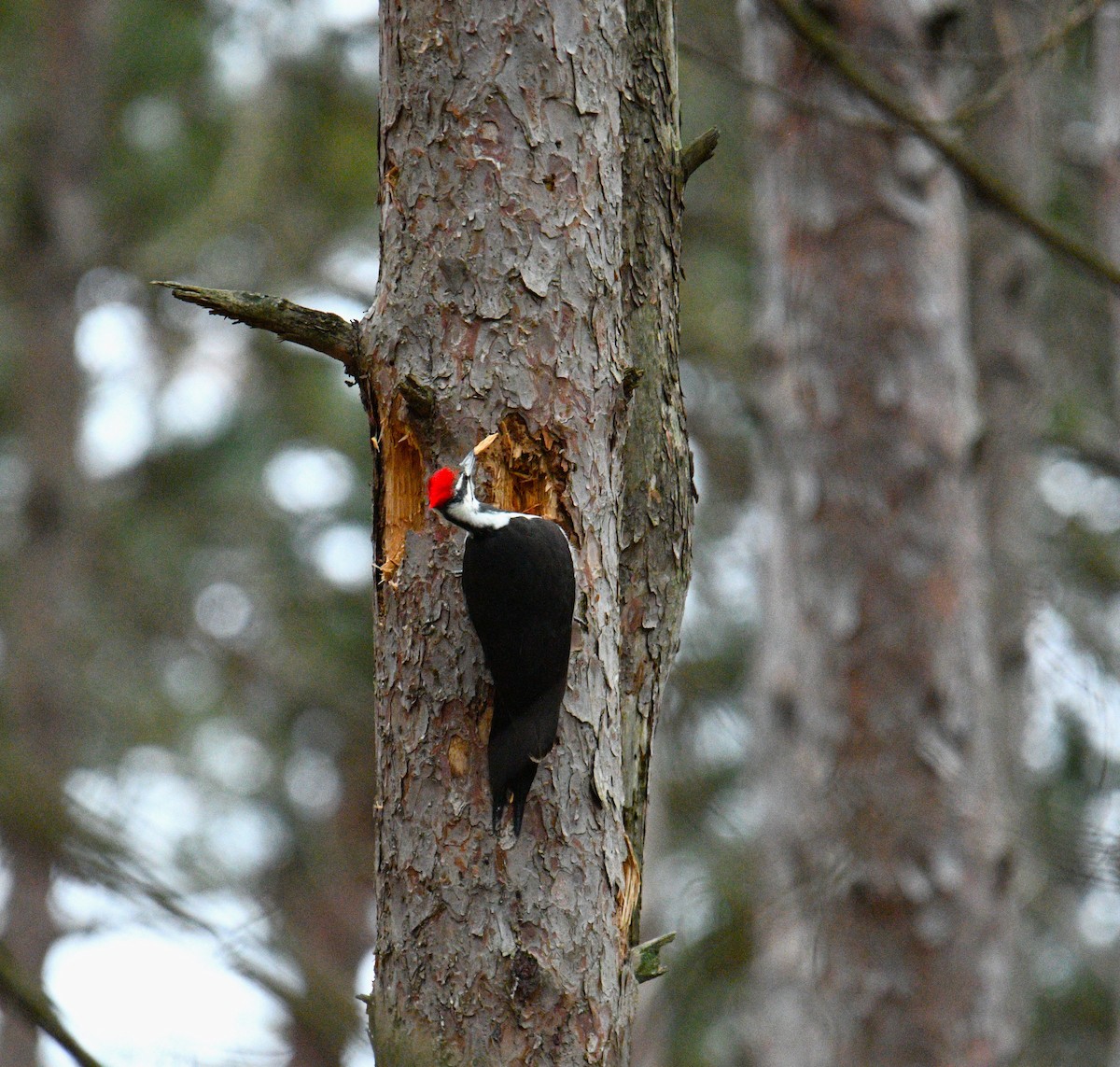 Pileated Woodpecker - Nolan Williams