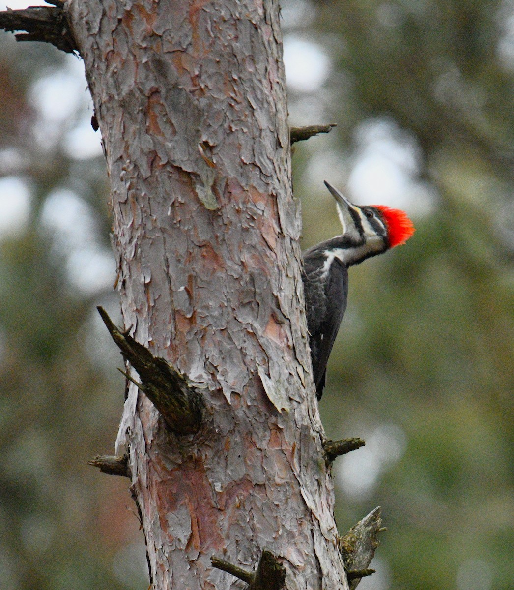 Pileated Woodpecker - ML613031782