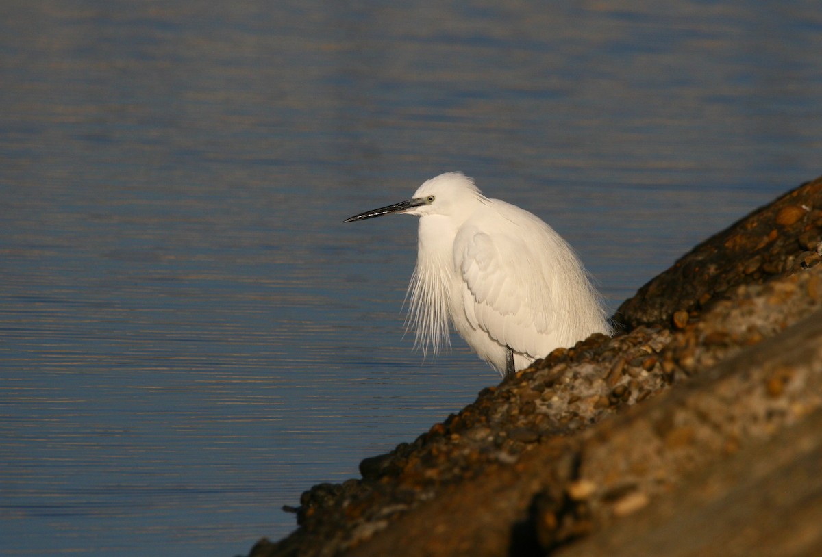 Little Egret - ML613031784