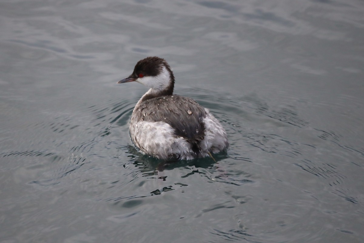 Horned Grebe - ML613031812