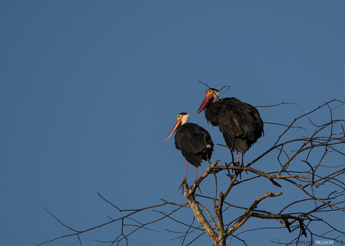 Storm's Stork - Wai Loon Wong