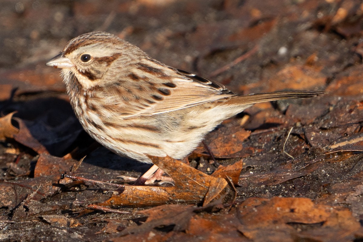 Song Sparrow - ML613031977