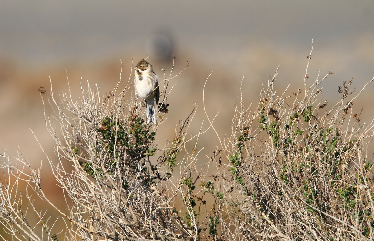 Reed Bunting - ML613031978