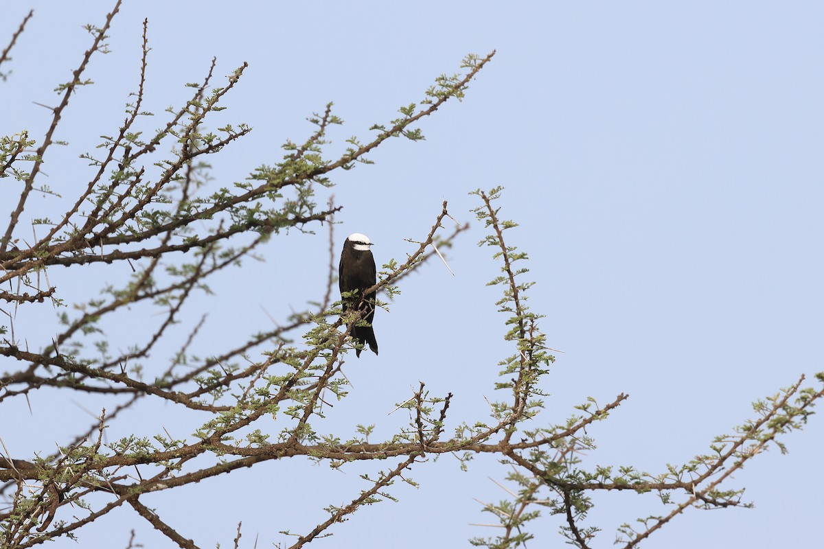 Golondrina Cabeciblanca - ML613032083